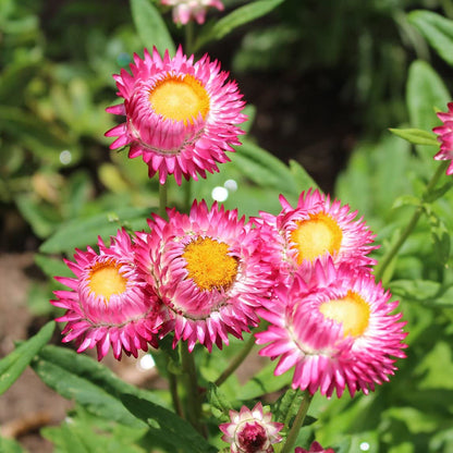 Helichrysum Bracteatum Flower seeds for Planting - Colorful Display, Heirloom & GMO Free Seeds for Home Garden
