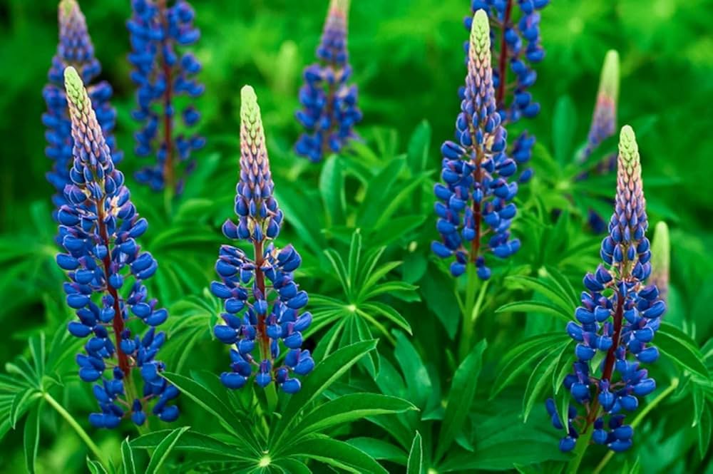 Purple Arroyo Lupine Flower seeds for Planting Premium Quality, Heirloom & GMO Free Seeds for Home Garden vegetable and garden seeds