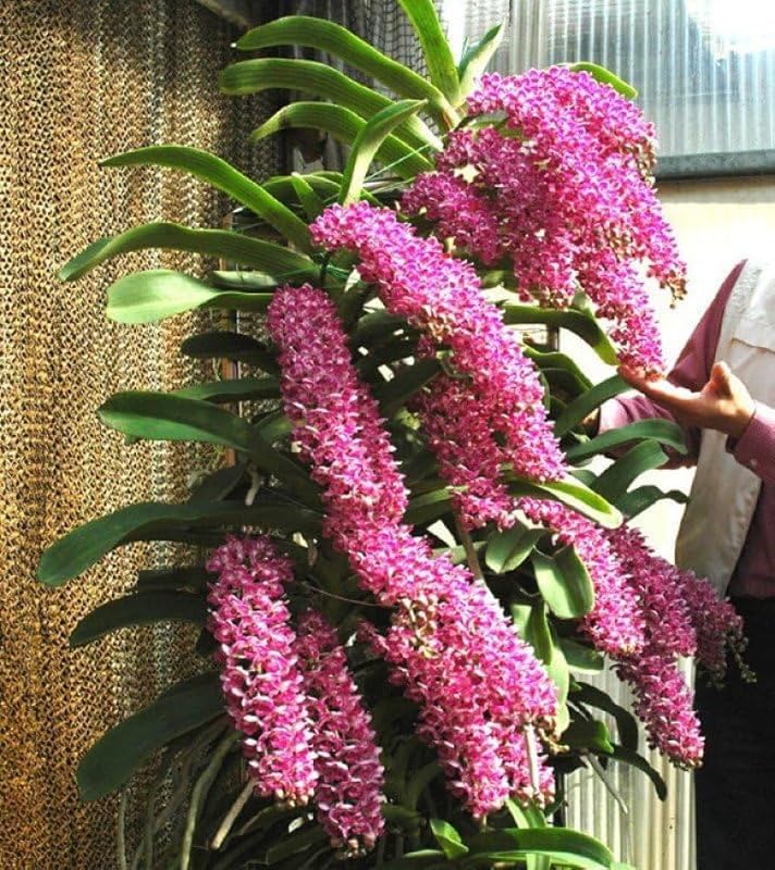 High quality White Violet Cymbidium Flower seeds for Planting Vibrant Colors, Heirloom & GMO Free Seeds for Home Garden seeds pack