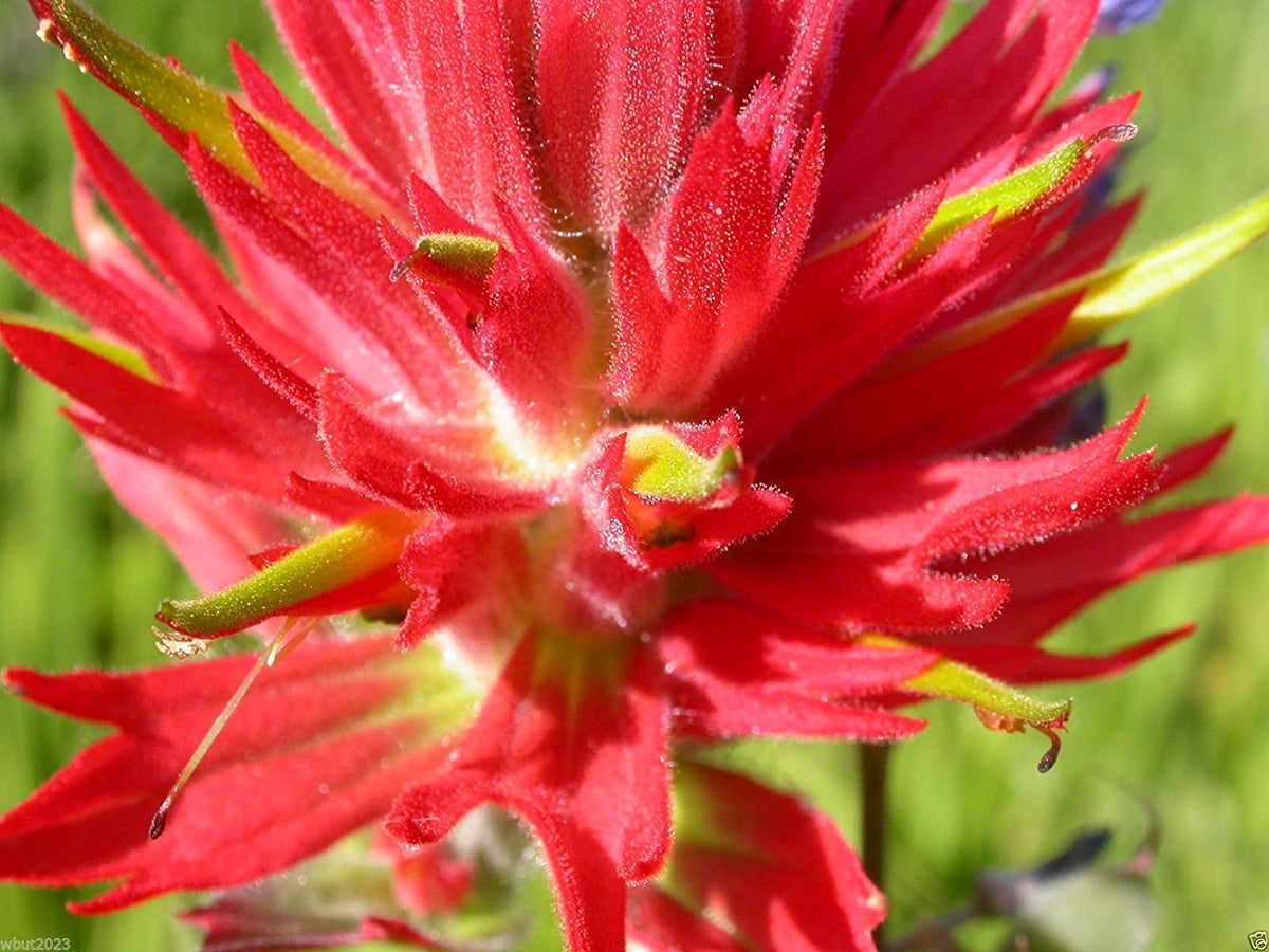 Premium Red Castilleja Flower seeds for Planting Shade Tolerant, Heirloom & GMO Free Seeds for Home Garden seeds