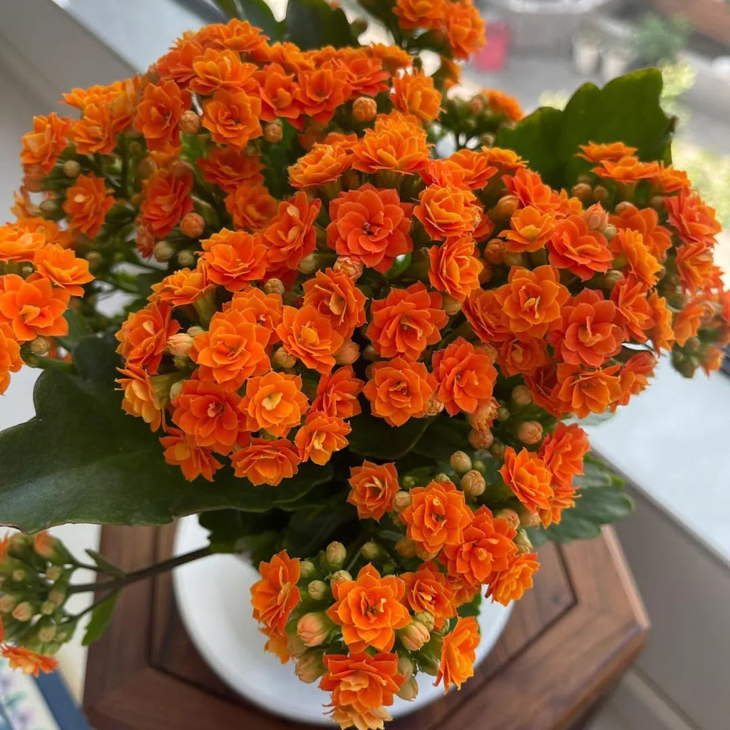 Kalanchoe Red Orange Flower seeds for Planting Pollinator Friendly, Heirloom & GMO Free Seeds for Home Garden seeds for planting