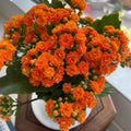 Kalanchoe Red Orange Flower seeds for Planting Pollinator Friendly, Heirloom & GMO Free Seeds for Home Garden seeds for planting
