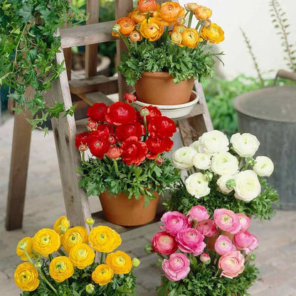 Ranunculus Flower seeds for Planting Long Bloom Season Heirloom & GMO Free Seeds for Home Garden