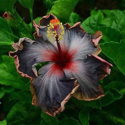 Purple Rainbow Hibiscus Flower Seeds For Planting - Add Exotic Flair To Your Garden With Colorful