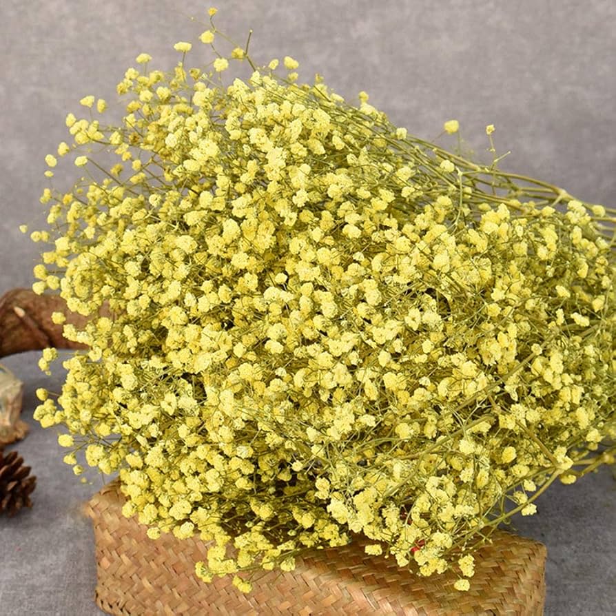 Premium Gypsophila Yellow Flower seeds for Planting Low Maintenance, Heirloom & GMO Free Seeds for Home Garden seeds