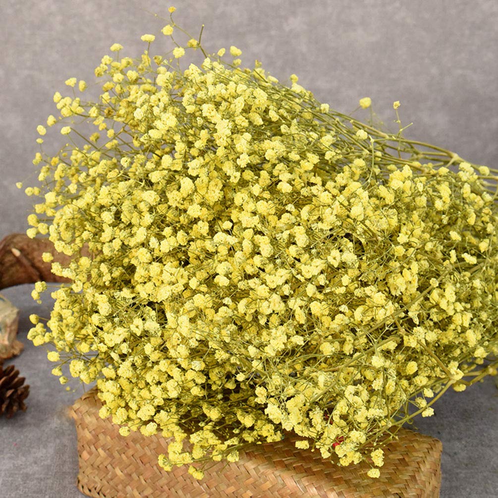 Premium Light Yellow Gypsophila Flower seeds for Planting Vibrant Colors, Heirloom & GMO Free Seeds for Home Garden seeds