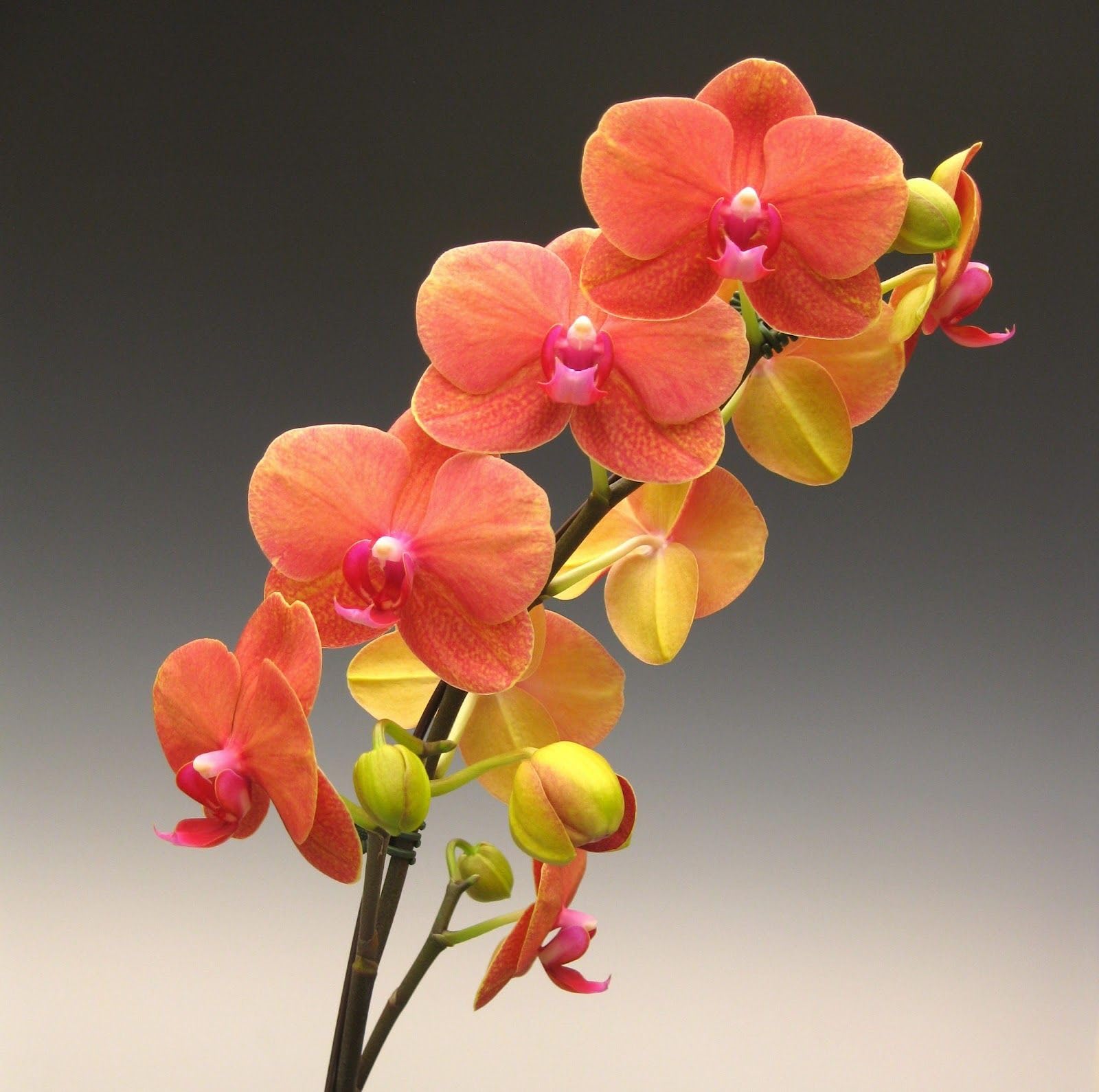 Premium Peach Phalaenopsis Orchid Flower seeds for Planting Perfect for Borders, Heirloom & GMO Free Seeds for Home Garden seeds