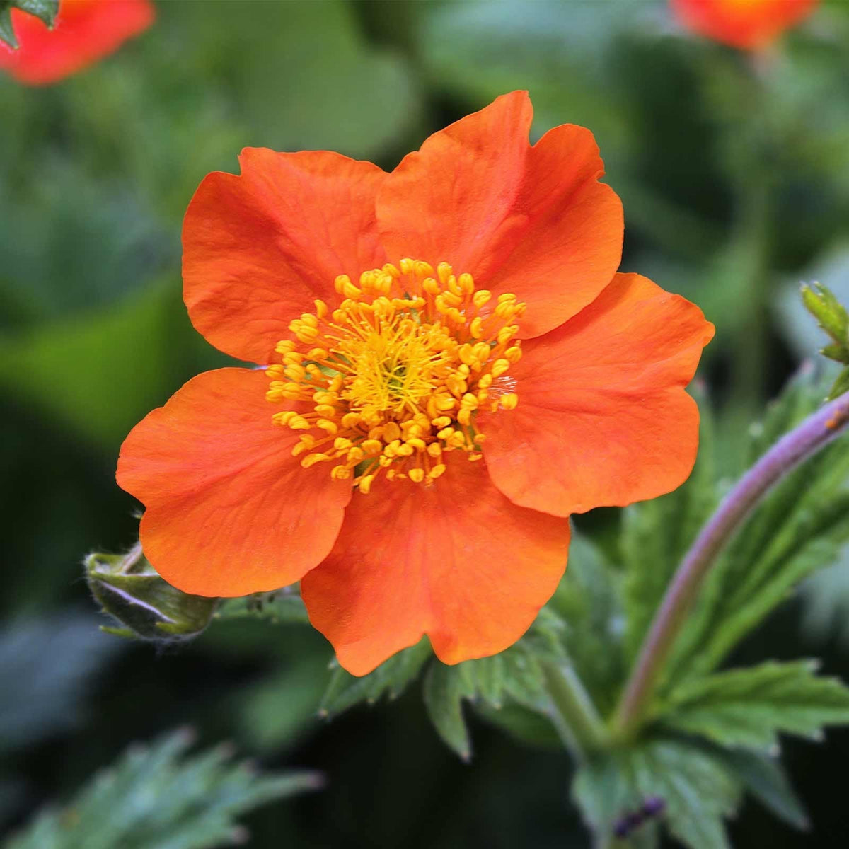 Geum Chiloense Flower seeds for Planting Fragrant Blossoms Heirloom & GMO Free Seeds for Home Garden