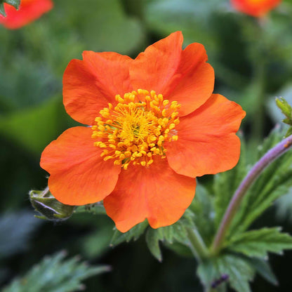 Geum Chiloense Flower seeds for Planting Fragrant Blossoms Heirloom & GMO Free Seeds for Home Garden