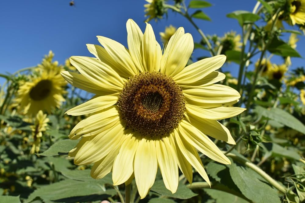 Yellow Lemon SunFlower seeds for Planting Easy to Grow, Heirloom & GMO Free Seeds for Home Garden vegetable and garden seeds