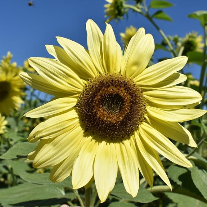 Lemon SunFlower seeds for Planting Easy to Grow Heirloom & GMO Free Seeds for Home Garden