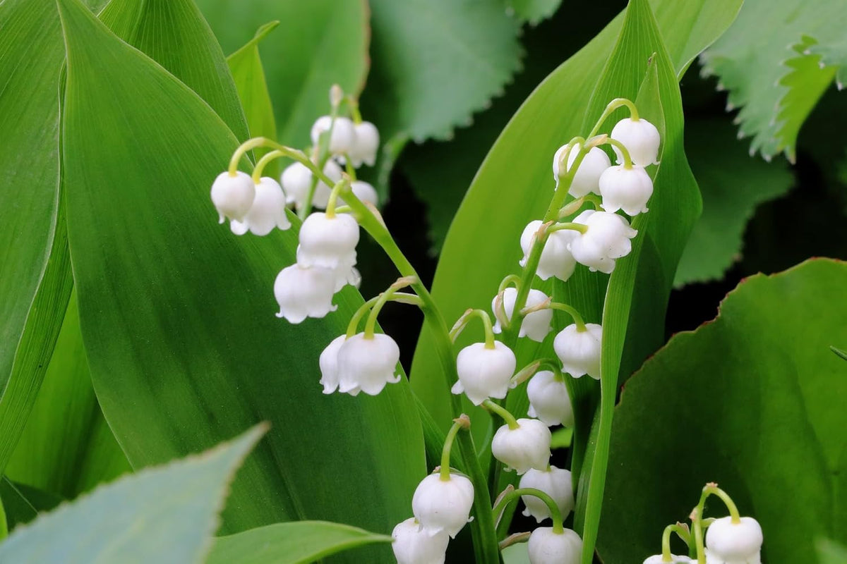 Lily of the Valley Flower seeds for Planting - Seasonal Bloomer, Heirloom & GMO Free Seeds for Home Garden
 
 Sale seeds for home garden