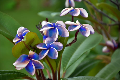 Premium Blue Yellow Frangipani Flower seeds for Planting Seasonal Bloomer, Heirloom & GMO Free Seeds for Home Garden seeds
