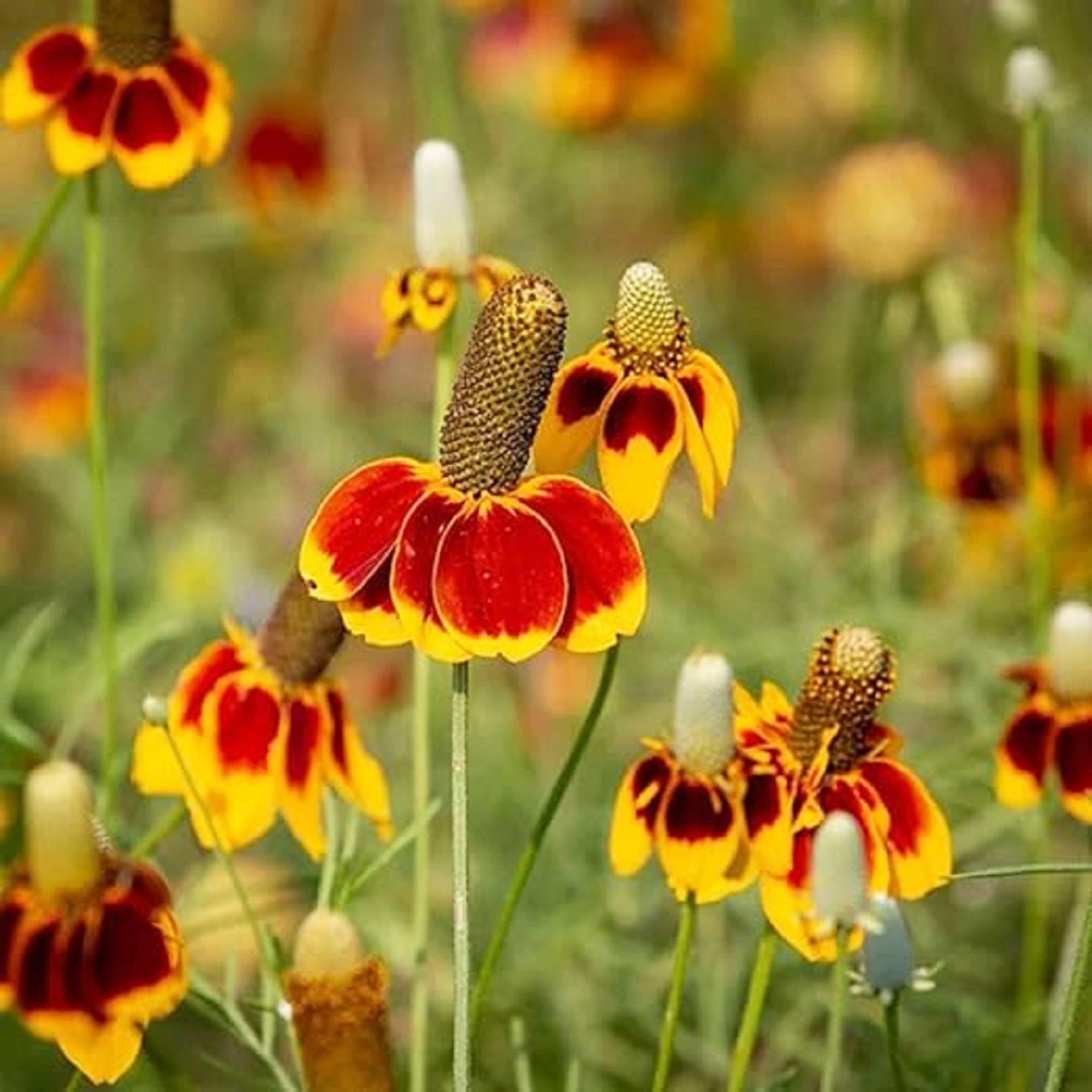 Prairie Flower seeds for Planting Low Maintenance Heirloom & GMO Free Seeds for Home Garden vegetable and garden seeds