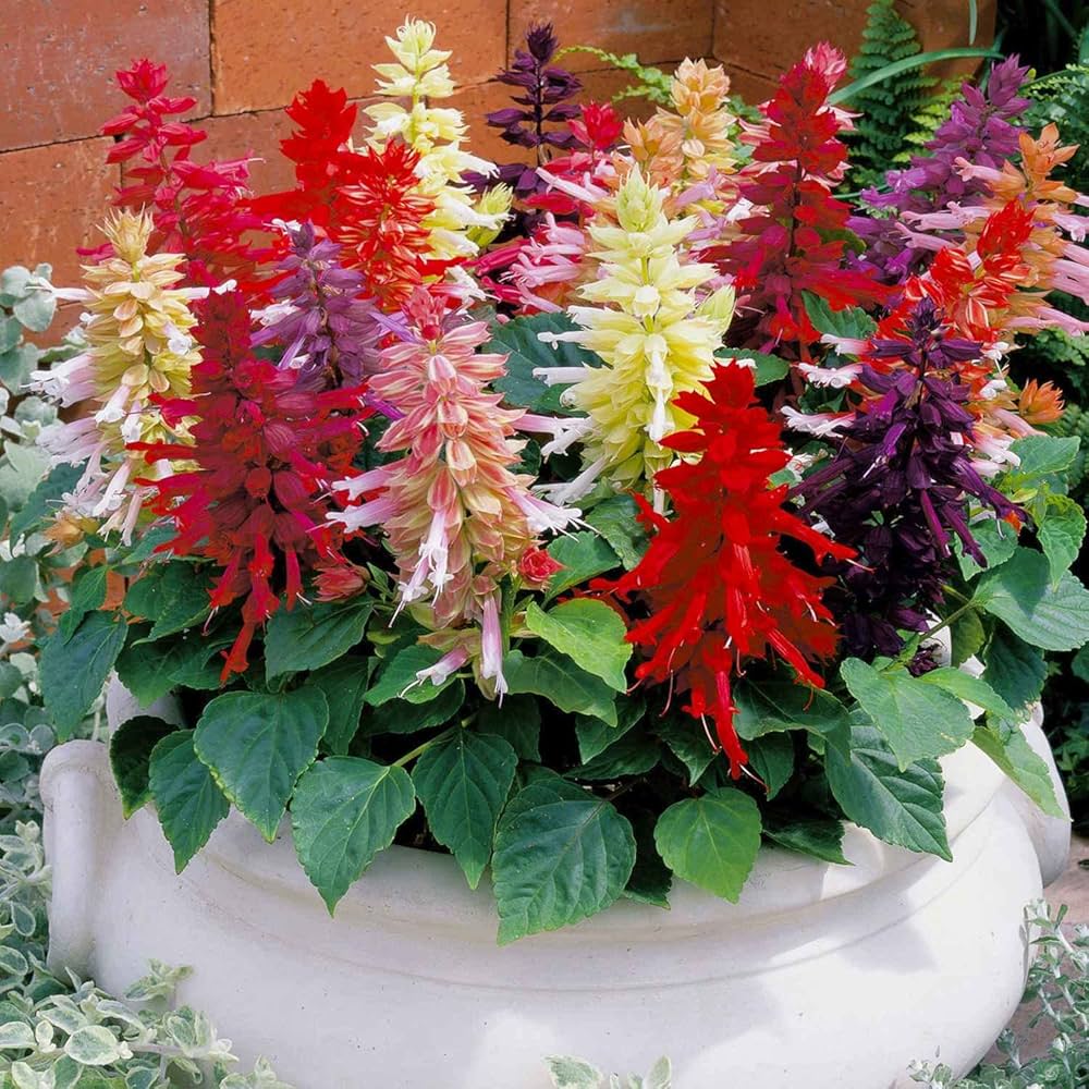 Salvia Flower seeds for Planting Seasonal Bloomer Heirloom & GMO Free Seeds for Home Garden