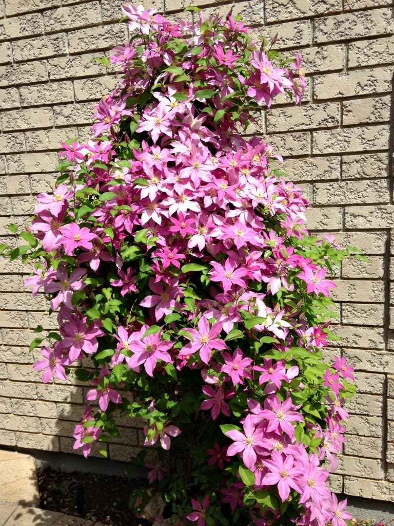 Clematis Baby Pink Flower seeds for Planting Perfect for Borders, Heirloom & GMO Free Seeds for Home Garden vegetable and garden seeds