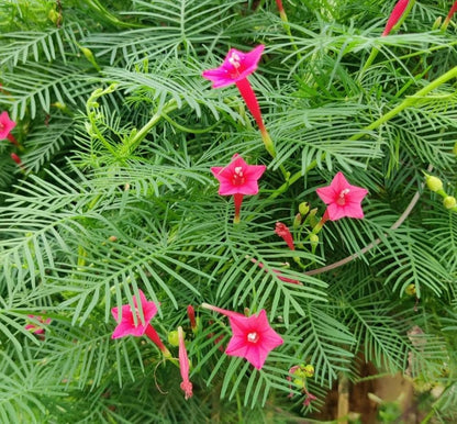 Pink Vinca Art Cypress Seeds or Creeper Flower seeds for Planting - Premium Quality, Heirloom & GMO Free Seeds for Home Garden