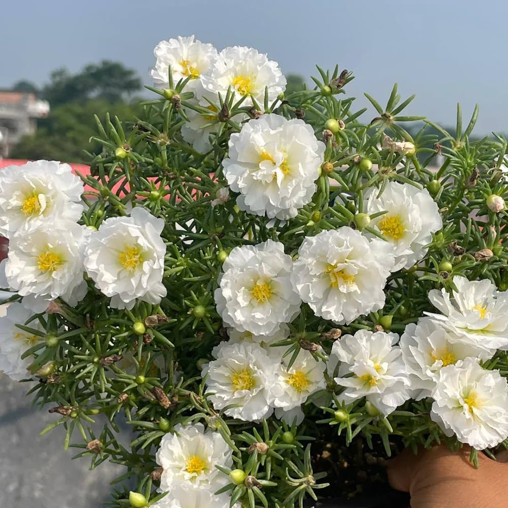 White Portulaca Flower seeds for Planting Hardy Variety, Heirloom & GMO Free Seeds for Home Garden seeds for planting