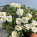 White Portulaca Flower seeds for Planting Hardy Variety, Heirloom & GMO Free Seeds for Home Garden seeds for planting
