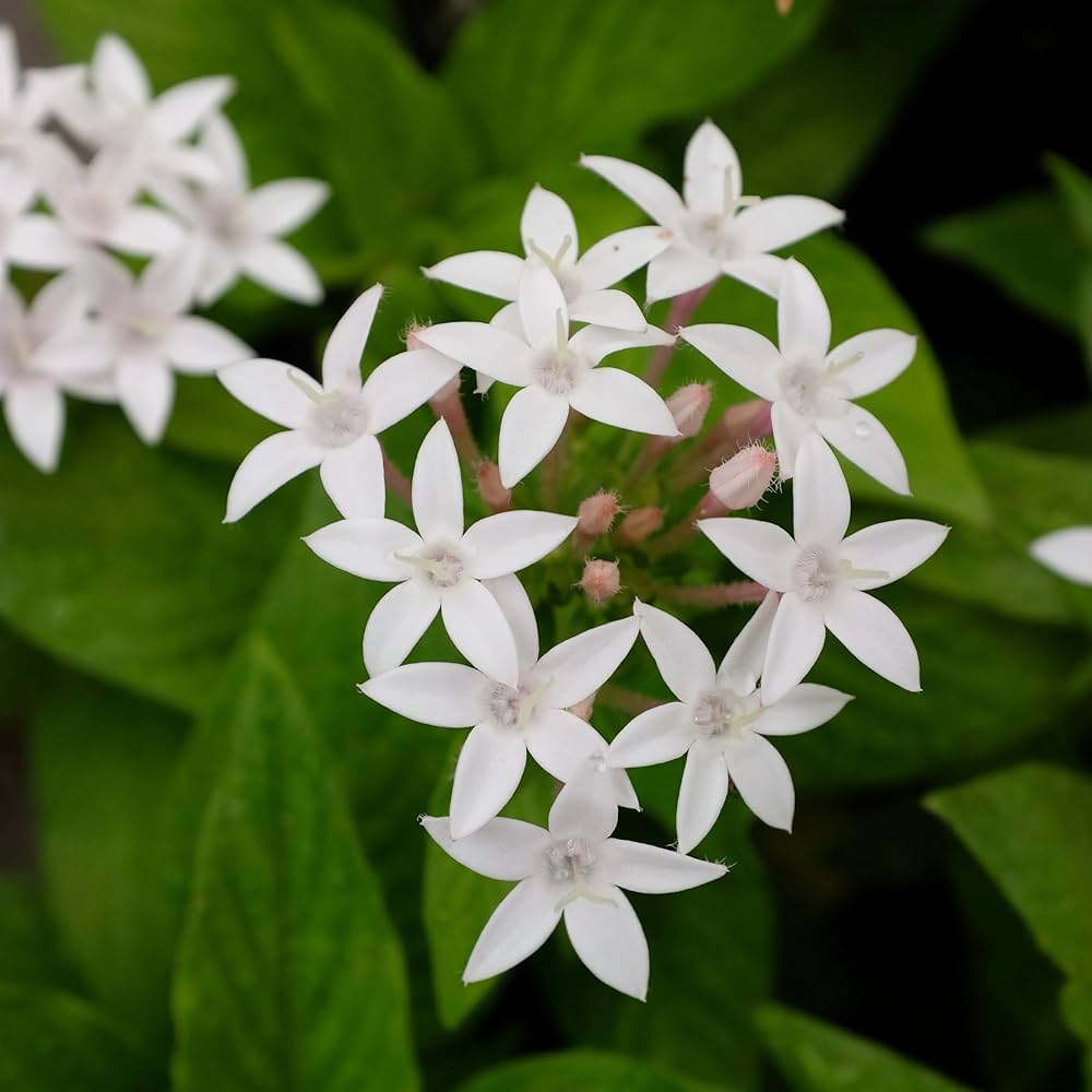 Premium White Pentas Starla Flower seeds for Planting Wildflower Mix, Heirloom & GMO Free Seeds for Home Garden seeds