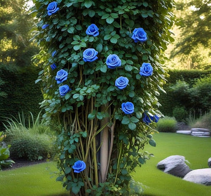 Blue Climbing Rose Flower seeds for Planting Bright Blooms Heirloom & GMO Free Seeds for Home Garden