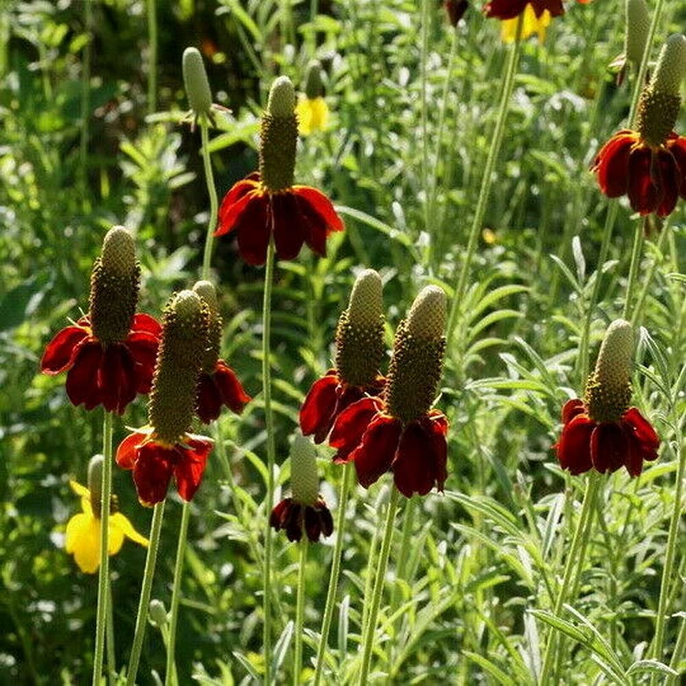 Ratibida Columnaris Flower seeds for Planting Garden Favorite Heirloom & GMO Free Seeds for Home Garden