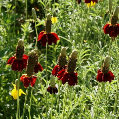 Ratibida Columnaris Flower seeds for Planting Garden Favorite Heirloom & GMO Free Seeds for Home Garden