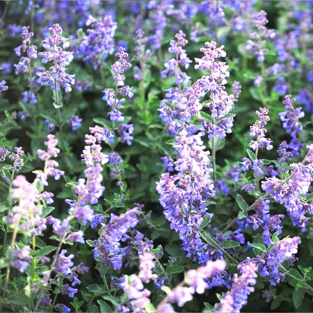 Premium Nepeta Racemosa Flower seeds for Planting Shade Tolerant, Heirloom & GMO Free Seeds for Home Garden seeds