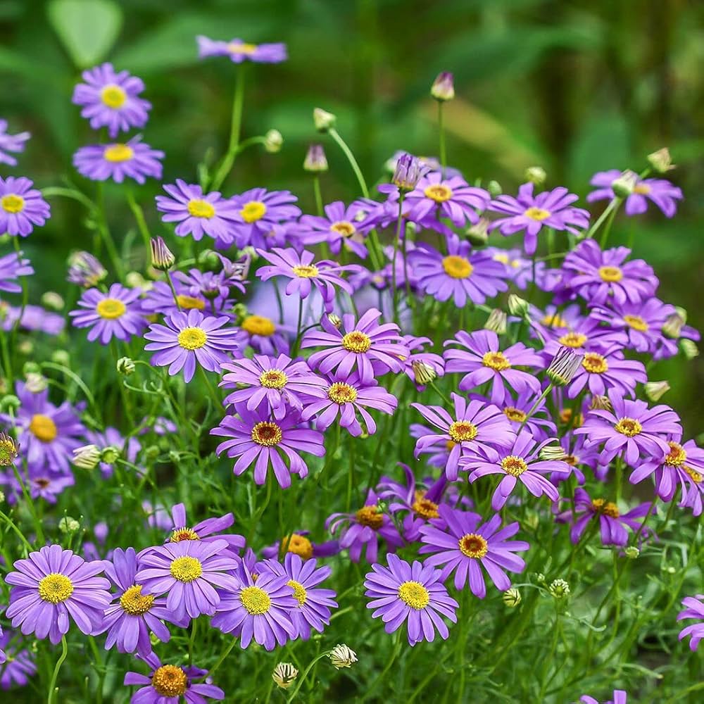 Purple Flower Pot Flower seeds for Planting Premium Quality, Heirloom & GMO Free Seeds for Home Garden vegetable and garden seeds