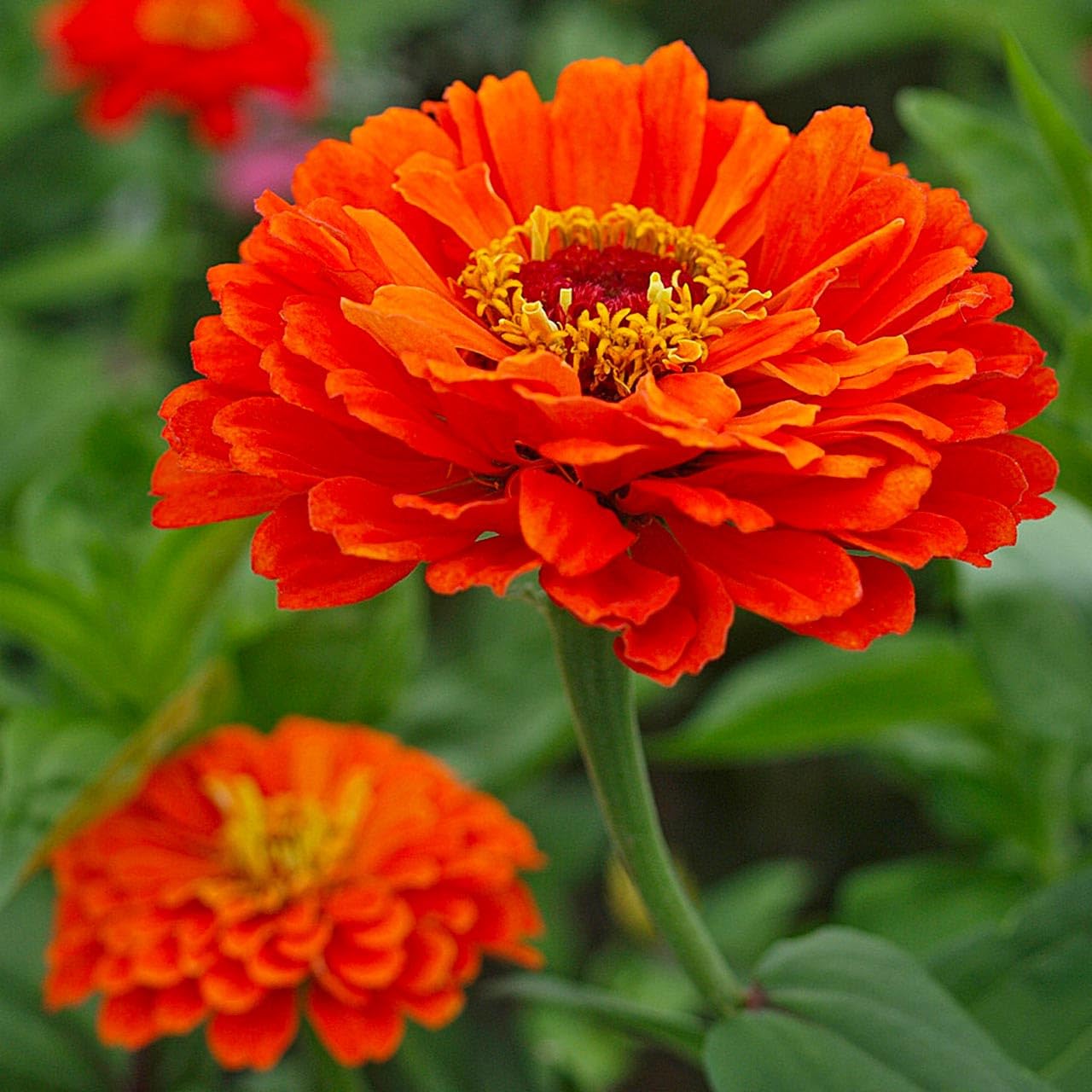 High quality Orange Anthemoides Flower seeds for Planting Colorful Display, Heirloom & GMO Free Seeds for Home Garden seeds pack