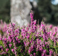 Violet Calluna Flower seeds for Planting Drought Tolerant, Heirloom & GMO Free Seeds for Home Garden seeds for planting