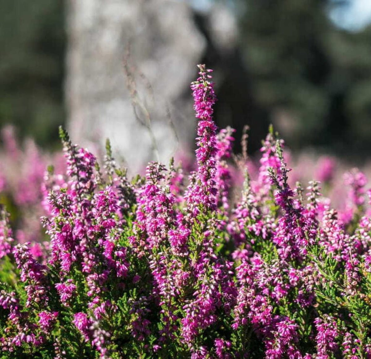 Violet Calluna Flower seeds for Planting Drought Tolerant, Heirloom & GMO Free Seeds for Home Garden seeds for planting