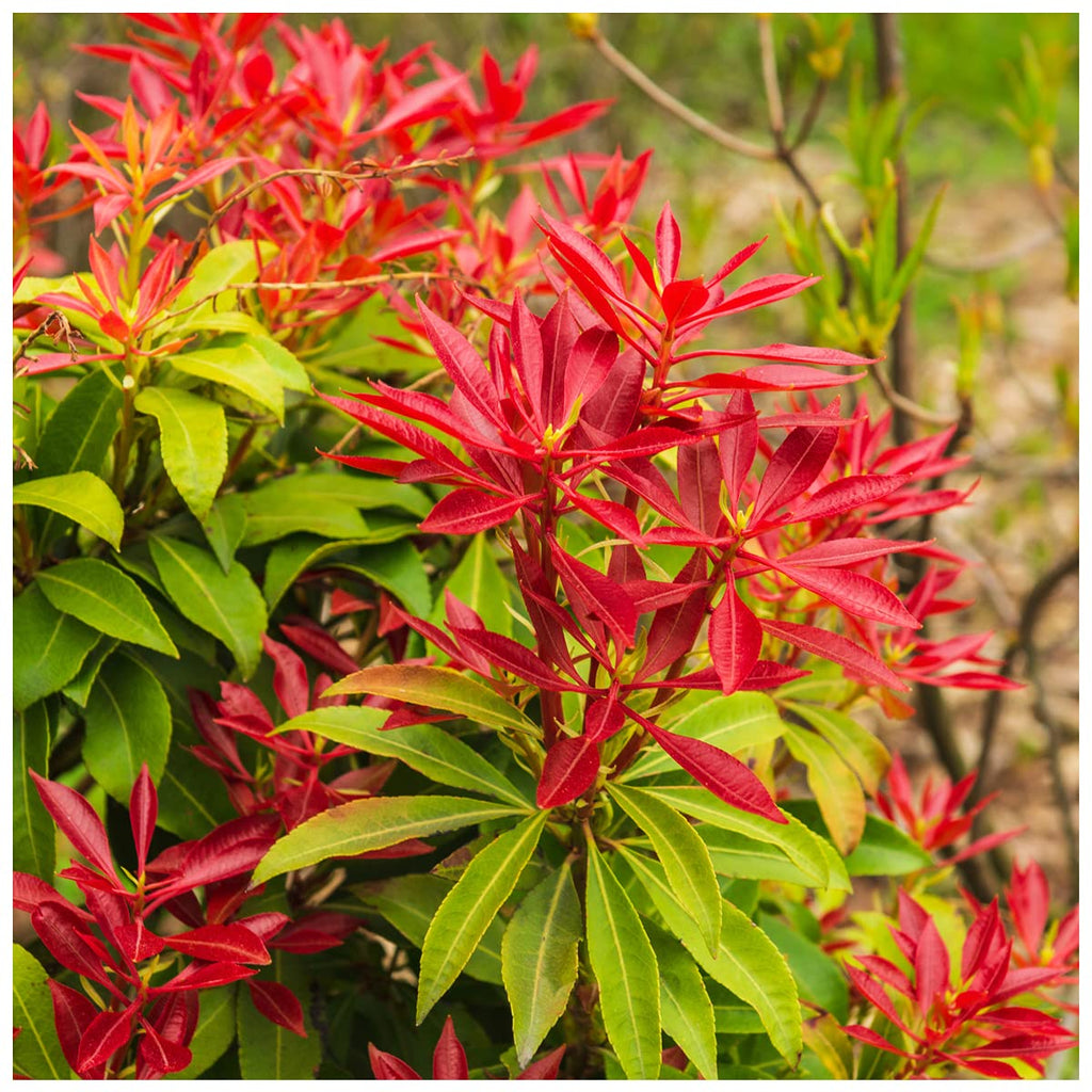 High quality Red Photinia Flower seeds for Planting Bright Blooms, Heirloom & GMO Free Seeds for Home Garden seeds pack