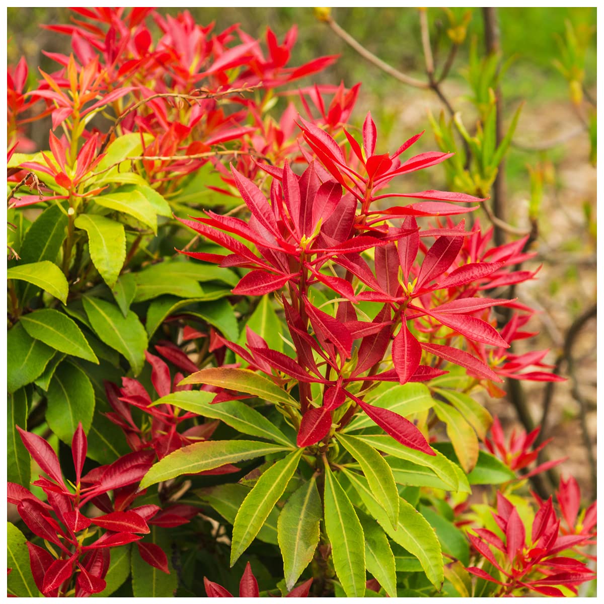 High quality Red Photinia Flower seeds for Planting Bright Blooms, Heirloom & GMO Free Seeds for Home Garden seeds pack