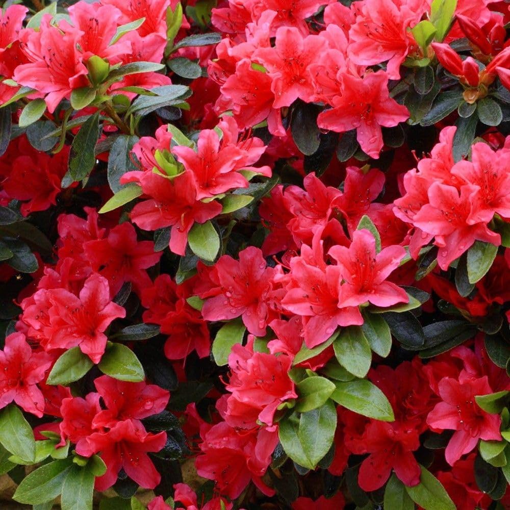 Pink Satsuki Azalea Flower seeds for Planting Vibrant Colors, Heirloom & GMO Free Seeds for Home Garden seeds for home gardening