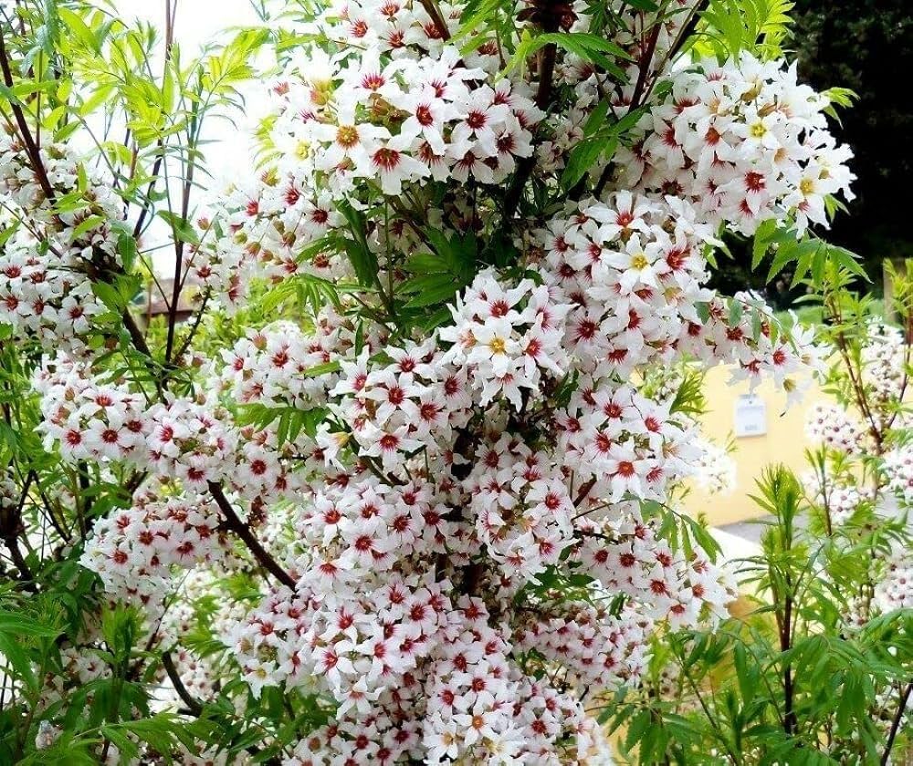 Yellowhorn Xanthoceras Sorbifolium Seeds for Planting - Sun Loving, Heirloom & GMO Free Seeds for Home Garden