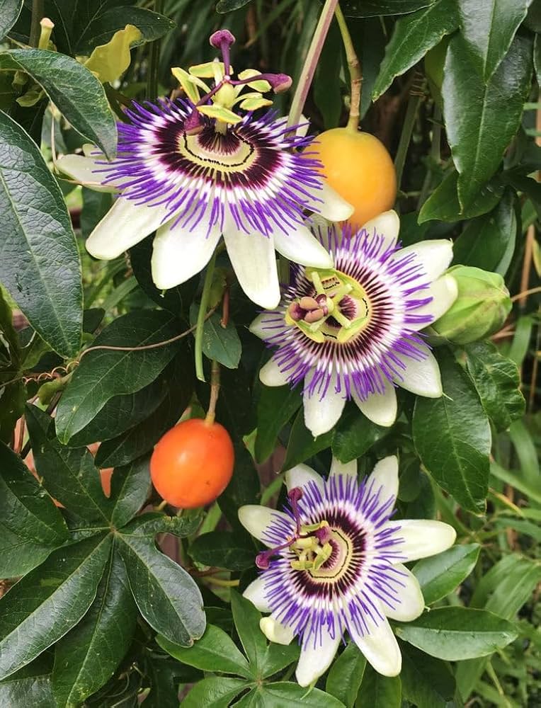 Purple Passiflora Flower seeds for Planting Cut Flower Favorite, Heirloom & GMO Free Seeds for Home Garden seeds for planting