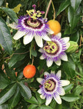 Purple Passiflora Flower seeds for Planting Cut Flower Favorite, Heirloom & GMO Free Seeds for Home Garden seeds for planting