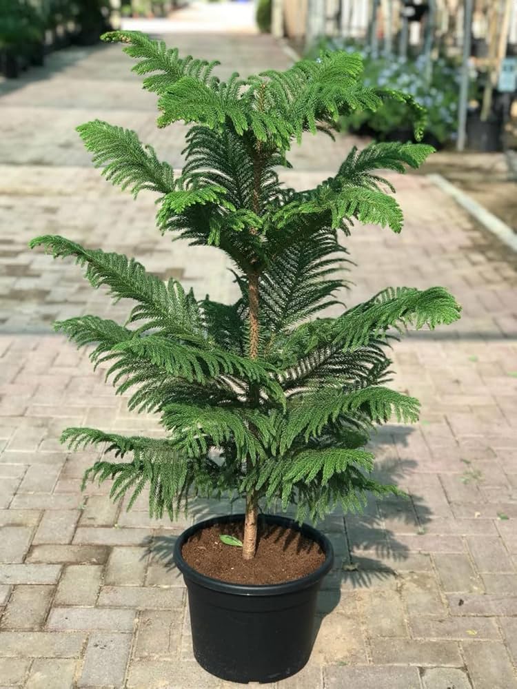 Green Araucaria Flower seeds for Planting Colorful Display, Heirloom & GMO Free Seeds for Home Garden vegetable and garden seeds