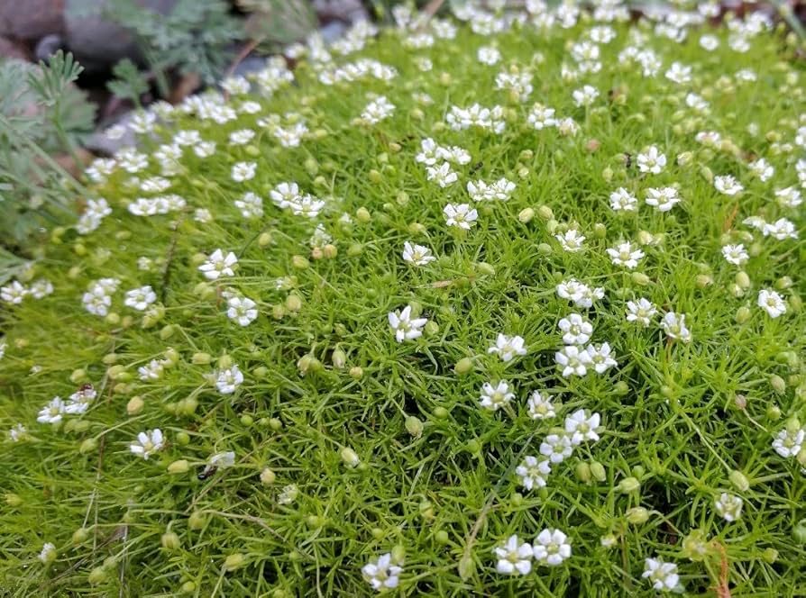 High quality White Sagina Subulata Flower seeds for Planting Wildflower Mix, Heirloom & GMO Free Seeds for Home Garden seeds pack