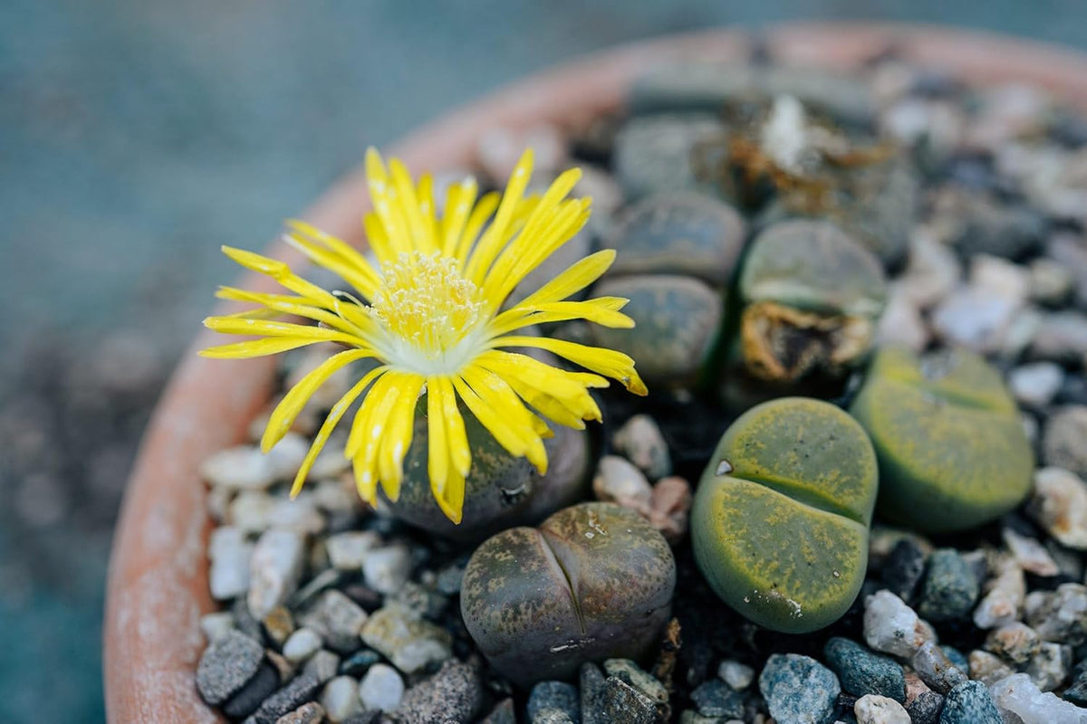 Living Stone Succulent Flower seeds for Planting Vibrant Colors, Heirloom & GMO Free Seeds for Home Garden seeds for planting