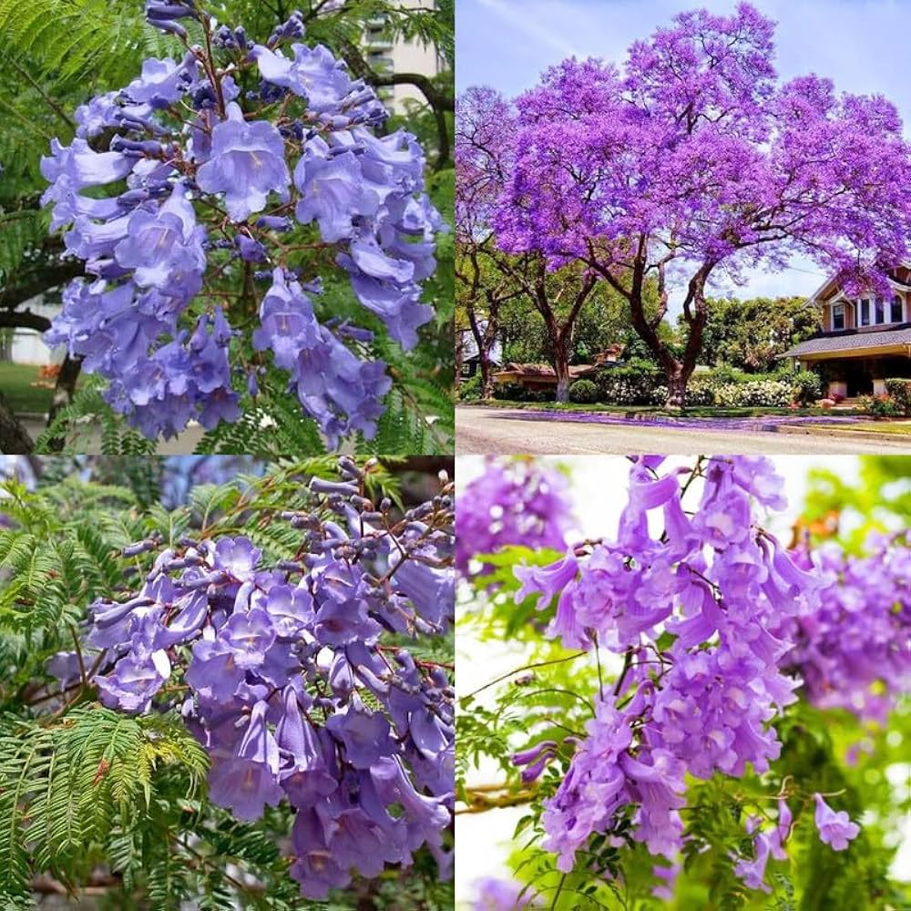 Blue Jacaranda Mimosifolia Flower seeds for Planting - Drought Tolerant, Heirloom & GMO Free Seeds for Home Garden