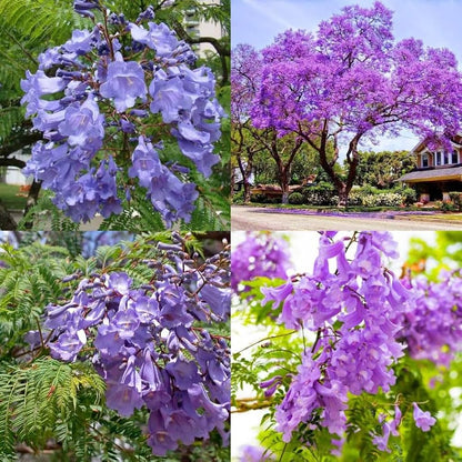 Blue Jacaranda Mimosifolia Flower seeds for Planting - Drought Tolerant, Heirloom & GMO Free Seeds for Home Garden