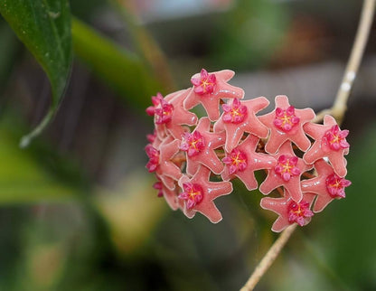 Pink Yellow Hoya Flower seeds for Planting Cut Flower Favorite Heirloom & GMO Free Seeds for Home Garden