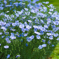 Flax Flower seeds for Planting Vibrant Colors, Heirloom & GMO Free Seeds for Home Garden seeds for planting
