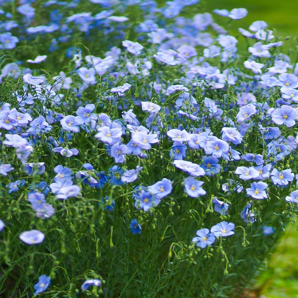 Flax Flower seeds for Planting Vibrant Colors, Heirloom & GMO Free Seeds for Home Garden seeds for planting