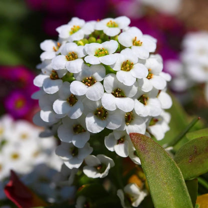 Heirloom White bonnet Flower seeds for Planting Bright Blooms Heirloom & GMO Free Seeds for Home Garden