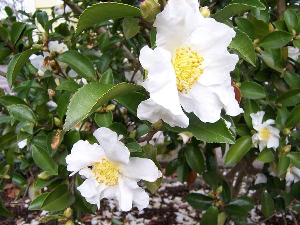 Green Camellia Sinensis Flower seeds for Planting Fragrant Blossoms, Heirloom & GMO Free Seeds for Home Garden vegetable and garden seeds