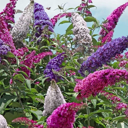 Buddleia Davidii Flower seeds for Planting Sun Loving Heirloom & GMO Free Seeds for Home Garden