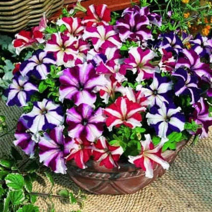 Multi-Colour Starry Petunia Flower seeds for Planting - Pollinator Friendly, Heirloom & GMO Free Seeds for Home Garden